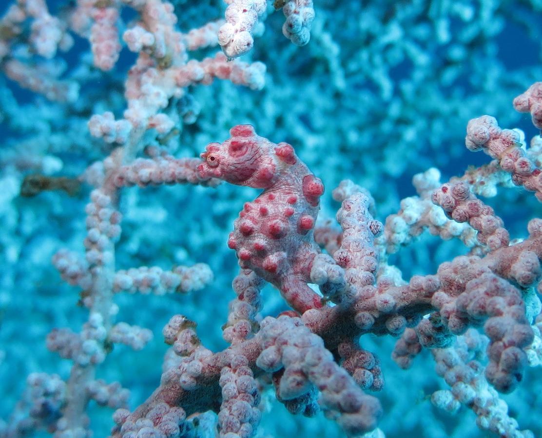 Jukung Dive Resort Bali Amed エクステリア 写真