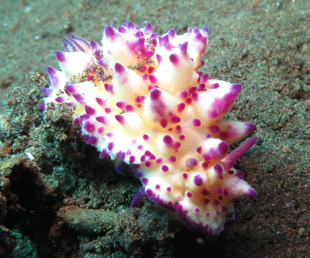 Jukung Dive Resort Bali Amed エクステリア 写真