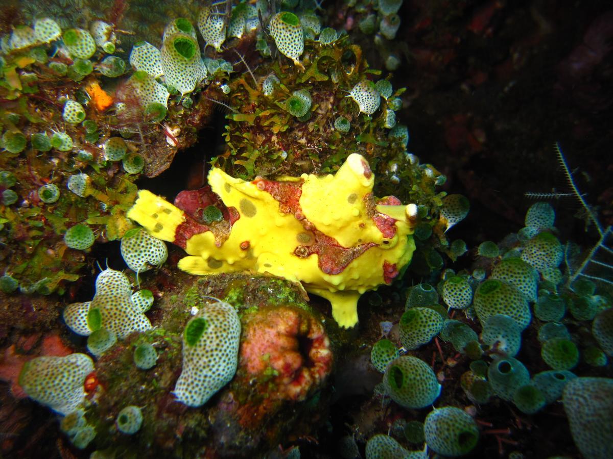 Jukung Dive Resort Bali Amed エクステリア 写真