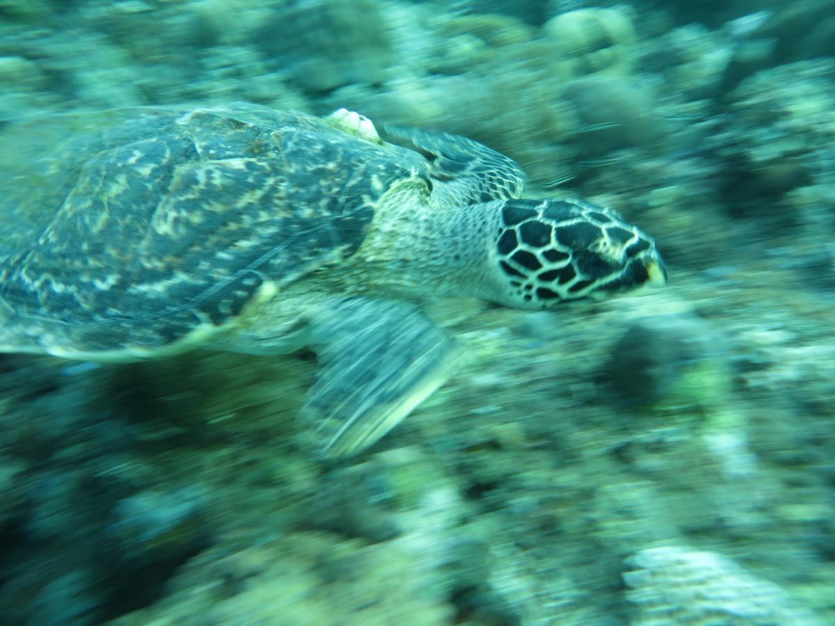 Jukung Dive Resort Bali Amed エクステリア 写真