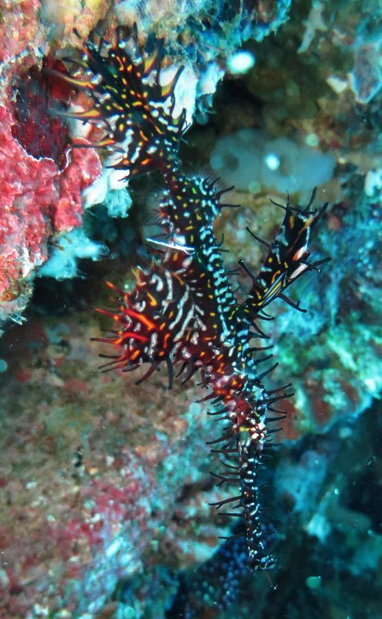 Jukung Dive Resort Bali Amed エクステリア 写真